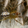 Forest cobweb weaver - Phylloneta impressa ♂  | Fotografijos autorius : Gintautas Steiblys | © Macronature.eu | Macro photography web site