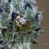 Forest cobweb weaver - Phylloneta impressa | Fotografijos autorius : Darius Baužys | © Macronature.eu | Macro photography web site