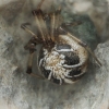 Forest cobweb weaver - Phylloneta impressa | Fotografijos autorius : Gintautas Steiblys | © Macronature.eu | Macro photography web site
