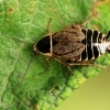 Forest cockroach - Ectobius sylvestris | Fotografijos autorius : Ramunė Vakarė | © Macronature.eu | Macro photography web site