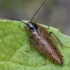 Forest cockroach - Ectobius sylvestris | Fotografijos autorius : Kazimieras Martinaitis | © Macronature.eu | Macro photography web site