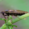 Forest cockroach - Ectobius sylvestris | Fotografijos autorius : Romas Ferenca | © Macronature.eu | Macro photography web site