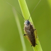 Forest cockroach - Ectobius sylvestris | Fotografijos autorius : Vidas Brazauskas | © Macronature.eu | Macro photography web site