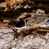 Forest cockroach - Ectobius sylvestris | Fotografijos autorius : Oskaras Venckus | © Macronature.eu | Macro photography web site