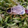 Forest cockroach - Ectobius sylvestris | Fotografijos autorius : Romas Ferenca | © Macronature.eu | Macro photography web site