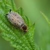 Forest cockroach - Ectobius sylvestris | Fotografijos autorius : Vidas Brazauskas | © Macronature.eu | Macro photography web site
