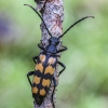 Four-banded longhorn beetle - Leptura quadrifasciata | Fotografijos autorius : Kazimieras Martinaitis | © Macronature.eu | Macro photography web site