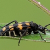 Four-banded longhorn beetle - Leptura quadrifasciata | Fotografijos autorius : Vidas Brazauskas | © Macronature.eu | Macro photography web site