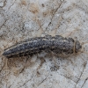 Four-lined silverfish - Ctenolepisma lineatum | Fotografijos autorius : Žilvinas Pūtys | © Macronature.eu | Macro photography web site