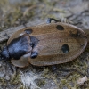 Four-spotted Carrion Beetle - Dendroxena quadrimaculata | Fotografijos autorius : Žilvinas Pūtys | © Macronature.eu | Macro photography web site