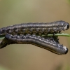 Fox-coloured pine combhorn - Neodiprion sertifer, larva | Fotografijos autorius : Žilvinas Pūtys | © Macronature.eu | Macro photography web site