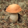 Foxy bolete - Leccinum vulpinum | Fotografijos autorius : Vytautas Gluoksnis | © Macronature.eu | Macro photography web site