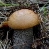 Foxy bolete - Leccinum vulpinum | Fotografijos autorius : Romas Ferenca | © Macronature.eu | Macro photography web site