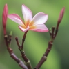 Raudonasis jostras - Plumeria rubra | Fotografijos autorius : Gintautas Steiblys | © Macronature.eu | Macro photography web site