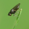 Frit fly - Oscinella sp. | Fotografijos autorius : Vidas Brazauskas | © Macronature.eu | Macro photography web site