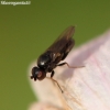 Frit fly - Oscinella sp. | Fotografijos autorius : Algirdas Vilkas | © Macronature.eu | Macro photography web site
