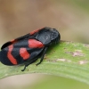 Froghopper - Cercopis arcuata | Fotografijos autorius : Gintautas Steiblys | © Macronature.eu | Macro photography web site