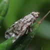 Fruit fly - Tephritis postica | Fotografijos autorius : Gintautas Steiblys | © Macrogamta.lt | Šis tinklapis priklauso bendruomenei kuri domisi makro fotografija ir fotografuoja gyvąjį makro pasaulį.