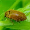 Fruitworm Beetle - Byturus ochraceus | Fotografijos autorius : Romas Ferenca | © Macrogamta.lt | Šis tinklapis priklauso bendruomenei kuri domisi makro fotografija ir fotografuoja gyvąjį makro pasaulį.