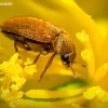 Fruitworm Beetle - Byturus ochraceus | Fotografijos autorius : Oskaras Venckus | © Macronature.eu | Macro photography web site