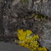 Fungus Weevil - Dissoleucas niveirostris | Fotografijos autorius : Giedrius Markevičius | © Macronature.eu | Macro photography web site