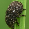 Fungus weevil - Anthribus nebulosus  | Fotografijos autorius : Gintautas Steiblys | © Macronature.eu | Macro photography web site