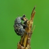 Fungus weevil - Anthribus nebulosus | Fotografijos autorius : Romas Ferenca | © Macronature.eu | Macro photography web site