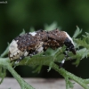 Fungus weevil - Platystomos albinus | Fotografijos autorius : Vytautas Gluoksnis | © Macronature.eu | Macro photography web site