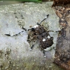 Fungus weevil - Platystomos albinus | Fotografijos autorius : Kazimieras Martinaitis | © Macronature.eu | Macro photography web site