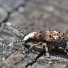 Fungus weevil - Platystomos albinus | Fotografijos autorius : Agnė Našlėnienė | © Macronature.eu | Macro photography web site