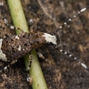 Fungus weevil - Platystomos albinus | Fotografijos autorius : Eglė Vičiuvienė | © Macronature.eu | Macro photography web site