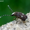 Fungus weevil - Platystomos albinus | Fotografijos autorius : Romas Ferenca | © Macronature.eu | Macro photography web site