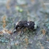 Fungus weevil - Platystomos albinus | Fotografijos autorius : Romas Ferenca | © Macronature.eu | Macro photography web site