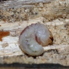 Fungus weevil - Platystomus albinus, larva | Fotografijos autorius : Romas Ferenca | © Macronature.eu | Macro photography web site