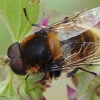 Furry dronefly - Eristalis intricaria | Fotografijos autorius : Gintautas Steiblys | © Macronature.eu | Macro photography web site