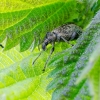 Dilgėlinis lapinukas | Fotografijos autorius : Darius Baužys | © Macrogamta.lt | Šis tinklapis priklauso bendruomenei kuri domisi makro fotografija ir fotografuoja gyvąjį makro pasaulį.