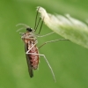 Gall midge - Lasiopteridi | Fotografijos autorius : Gintautas Steiblys | © Macronature.eu | Macro photography web site