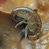 Šoniplauka - Gammaridae | Fotografijos autorius : Gintautas Steiblys | © Macronature.eu | Macro photography web site
