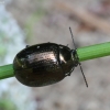 Garšvinis puošnys - Chrysolina oricalcia | Fotografijos autorius : Vytautas Gluoksnis | © Macrogamta.lt | Šis tinklapis priklauso bendruomenei kuri domisi makro fotografija ir fotografuoja gyvąjį makro pasaulį.