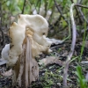 Garbanotoji alvytė - Helvella crispa | Fotografijos autorius : Kazimieras Martinaitis | © Macrogamta.lt | Šis tinklapis priklauso bendruomenei kuri domisi makro fotografija ir fotografuoja gyvąjį makro pasaulį.