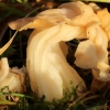 Garbanotoji alvytė - Helvella crispa | Fotografijos autorius : Ramunė Vakarė | © Macrogamta.lt | Šis tinklapis priklauso bendruomenei kuri domisi makro fotografija ir fotografuoja gyvąjį makro pasaulį.