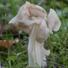 Garbanotoji alvytė - Helvella crispa | Fotografijos autorius : Žilvinas Pūtys | © Macrogamta.lt | Šis tinklapis priklauso bendruomenei kuri domisi makro fotografija ir fotografuoja gyvąjį makro pasaulį.