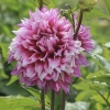 Darželinis jurginas - Dahlia × cultorum 'Orija' | Fotografijos autorius : Gintautas Steiblys | © Macronature.eu | Macro photography web site