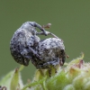 Garden Figwort Weevil - Cionus cf. hortulanus | Fotografijos autorius : Žilvinas Pūtys | © Macronature.eu | Macro photography web site