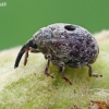 Garden Figwort Weevil - Cionus cf. hortulanus | Fotografijos autorius : Gintautas Steiblys | © Macronature.eu | Macro photography web site