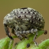 Garden Figwort Weevil - Cionus hortulanus ♂ | Fotografijos autorius : Žilvinas Pūtys | © Macronature.eu | Macro photography web site