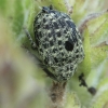 Garden Figwort Weevil - Cionus hortulanus | Fotografijos autorius : Gintautas Steiblys | © Macronature.eu | Macro photography web site