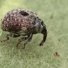 Garden Figwort Weevil - Cionus hortulanus | Fotografijos autorius : Gintautas Steiblys | © Macronature.eu | Macro photography web site