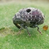 Garden Figwort Weevil - Cionus hortulanus | Fotografijos autorius : Gintautas Steiblys | © Macronature.eu | Macro photography web site