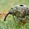 Straubliukas - Cionus hortulanus | Fotografijos autorius : Lukas Jonaitis | © Macronature.eu | Macro photography web site